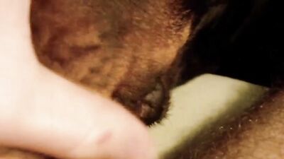 Bestiality horse: big animals porn
