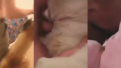 Dog girl porn: bestiality dog rape hentai