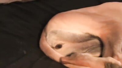 Bestiality horse: porn zoo aoz dog sex