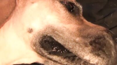 Bestiality horse: porn zoo aoz dog sex