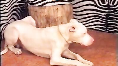 Dog sex porn: zoo porn downloads