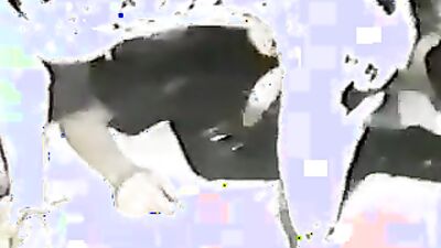 2 dog girl: dog and girls music