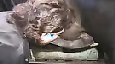 Bestiality video: porn zoo sex with sexy
