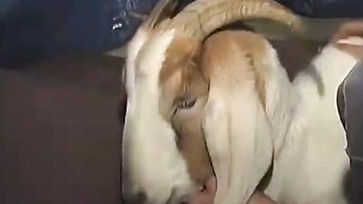 Zoophilia porno: news zoo porn 2026
