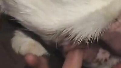 Zoophilia porno: news zoo porn 2026