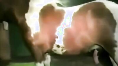 Animal sex video: longest animal porn