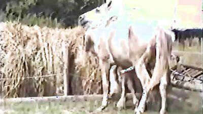 Zoo porn video: zoo school porn