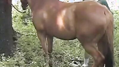 Bestiality sex: dog fuck girl amateur