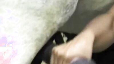 Girls s dogs: sex web dogs
