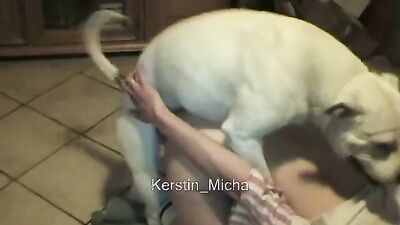 Animal crossing porn: stray dog porn