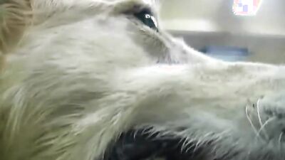 Bestiality video: wife try dog sex video