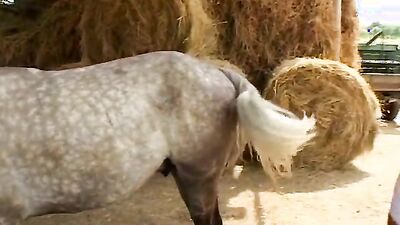 Zoo porno video: hentai bestiality comix