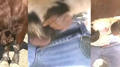 Dog sex video: arto zoo sex veronika silesto