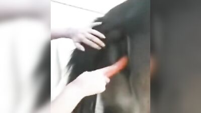Zoo porn: animal porn 2026