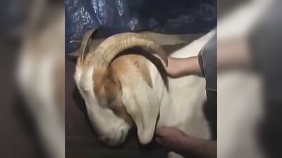 Girls 5 dogs: zoo porn woman fuck