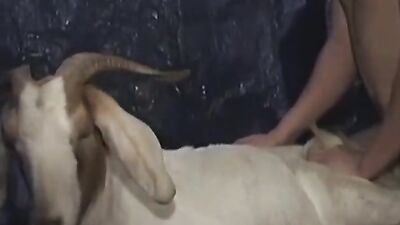 Girls 5 dogs: zoo porn woman fuck