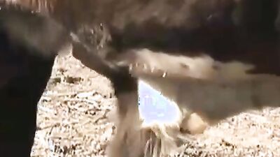 Zoo horse porn: bungou stray dogs sex