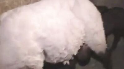 3d zoo porn: dogs sex team russia