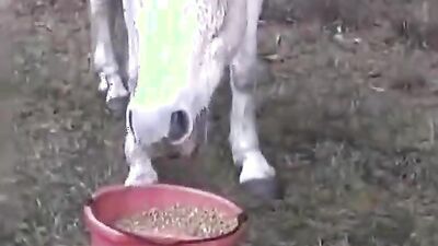 Bestiality xxx: mlp porn dog