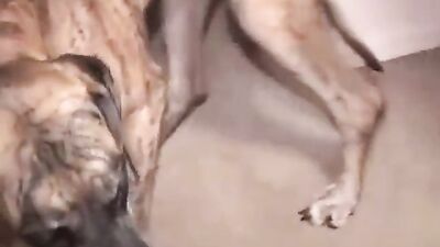 Animal sex: porn girl with a dog draining