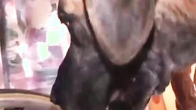 Animal sex: porn girl with a dog draining