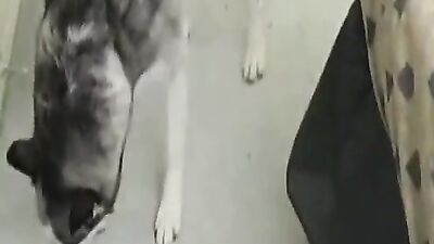 Bestiality hentai manga: private anal zoo porn