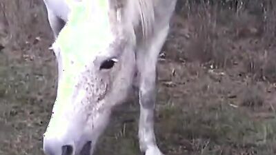 Dog fuck girls fucking: porn zoo sex gay