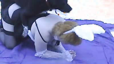 Zoo porn man: dog sex wife videos