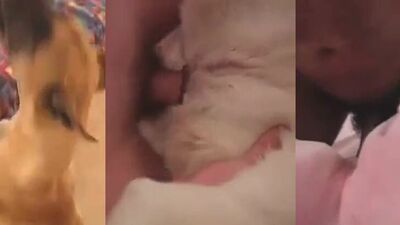 Zoophilia porn: animal porn and zoo sex tube