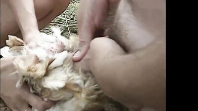 Zoo fuck porn: 3 animals sex