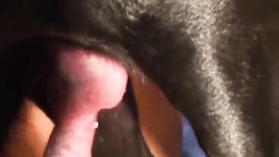 Dog sex: good bestiality