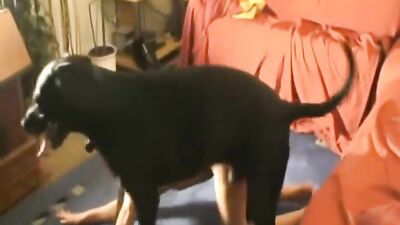 Dog sex: good bestiality