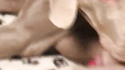 Dog sex porn: zoo women porn