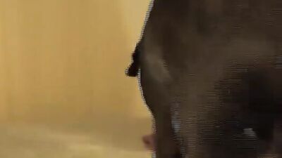 Art of zoo porno: porno girl licks a dog s anus