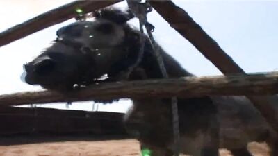 Bestiality porn: zoo porn anal
