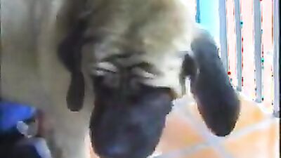 Zoo sex porn: dog sex lick pussy
