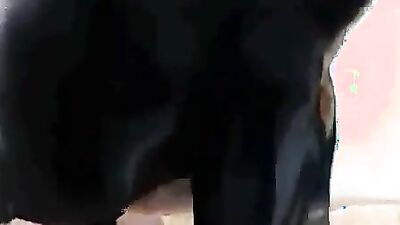 Dog's porn: zoo sex horse