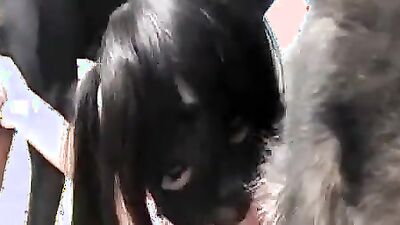 Dog's porn: zoo sex horse