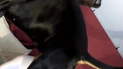 Dog licking girl: alyson prod com animal porn