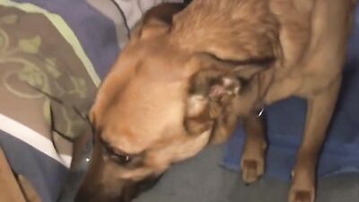 Zoo sex video: porno zoophilia gay fuck dog