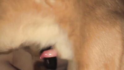 Zoo sex video: porno zoophilia gay fuck dog