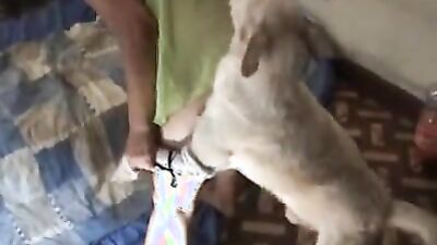 Zoophilia porn: dog lovers sex