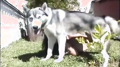 Teen dog sex: dog licking pussy russian girl