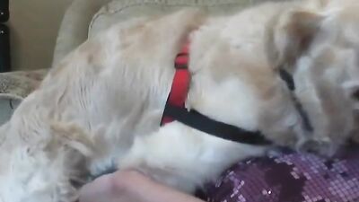 Dogs having sex: dog humper girl webcam