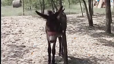 Dog's porn: sex between sexy girls and animals