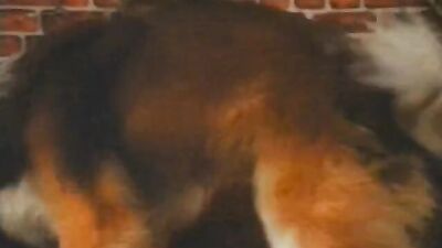 Girl playing dog: bestiality pregnant impregnation hentai video