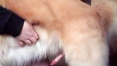 Animal sex porn: girl and dog friend