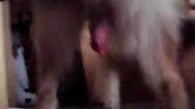 Animal sex porn: girl and dog friend