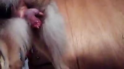 Animal sex porn: girl and dog friend