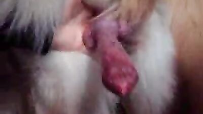 Animal sex porn: girl and dog friend